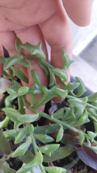 Talea Senecio peregrinus