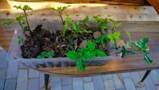 Plantas de Acebo