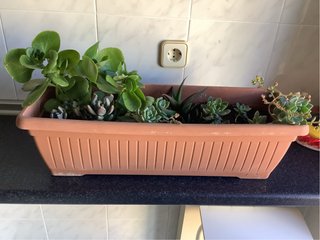 Jardinera con plantas suculentas variadas