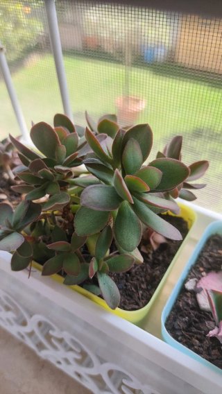 Talea Crassula Ovata 'Money Maker'