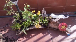 Tronco decorativo con plantas de verdad