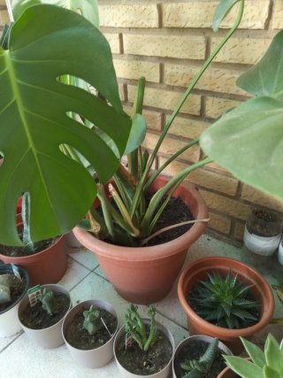 Monstera deliciosa planta 59 de alto cm