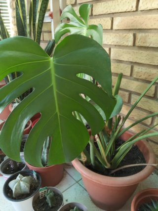 Monstera deliciosa planta 59 de alto cm