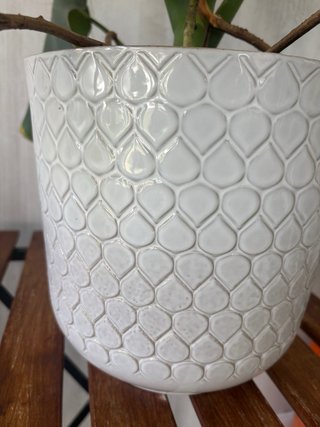 Monstera Deliciosa XL