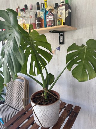 Monstera Deliciosa XL