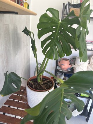 Monstera Deliciosa XL