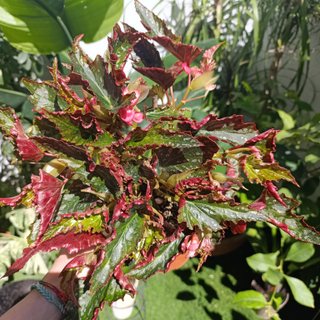Begonia