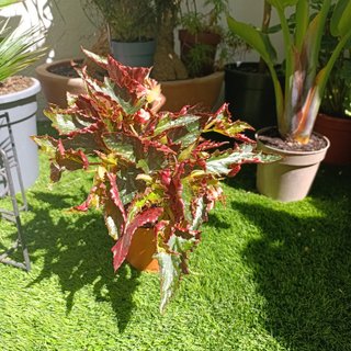 Begonia
