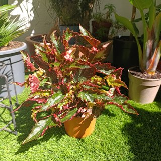 Begonia