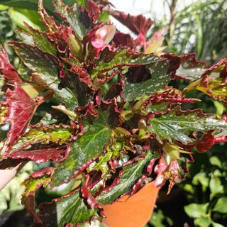 Begonia