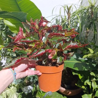 Begonia