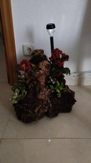 Tronco madera con plantas naturales