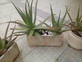 3 Jardineras de piedra (beige/gris)