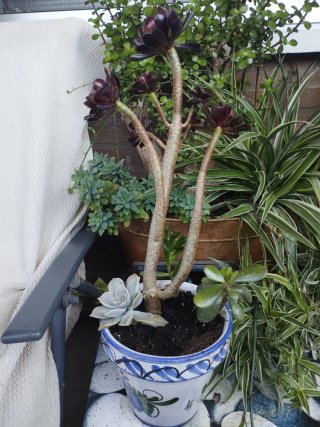 Aeonium planta suculenta