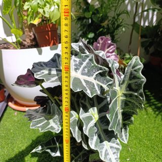 Alocasia polly