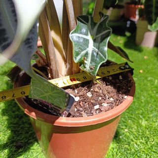 Alocasia polly