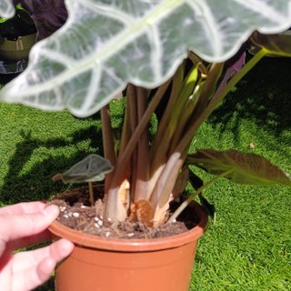 Alocasia polly