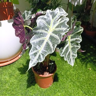 Alocasia polly