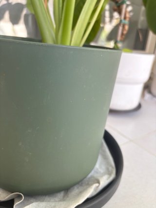 Alocasia macrorrhiza - Oreja de elefante