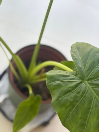 Alocasia macrorrhiza - Oreja de elefante