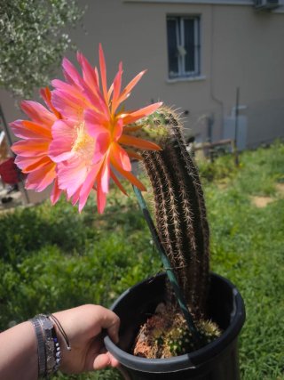 Pianta madre Trichocereus Hybrid