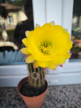 Pianta madre Trichocereus giallo