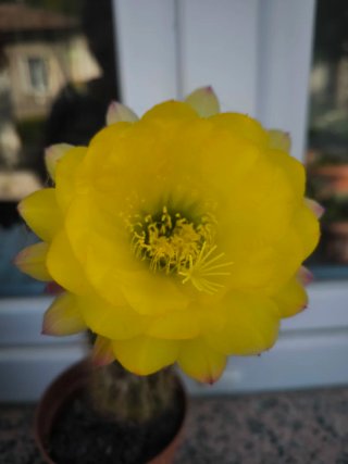 Pianta madre Trichocereus giallo