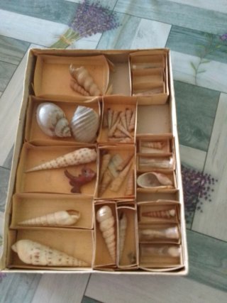 Colección de conchas marinas