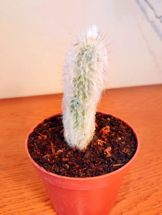 Planta.Espostoa Lanata.