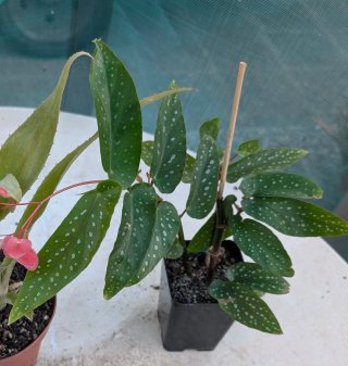 Begonia  Comet de miribel