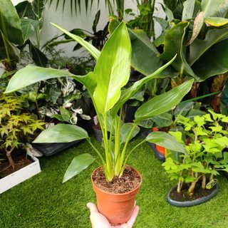 2en1 Strelitzia reginae