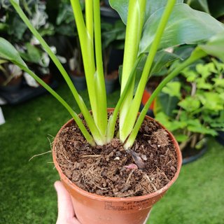 2en1 Strelitzia reginae