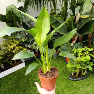 2en1 Strelitzia reginae