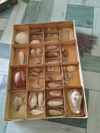 Colección de conchas marinas
