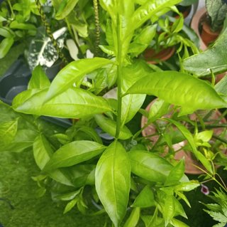 2 Dama de noche planta