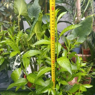 2 Dama de noche planta