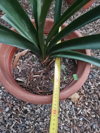Maceta Clivia Terracota Marrón