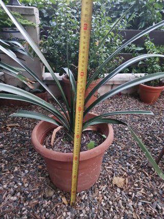 Maceta Clivia Terracota Marrón