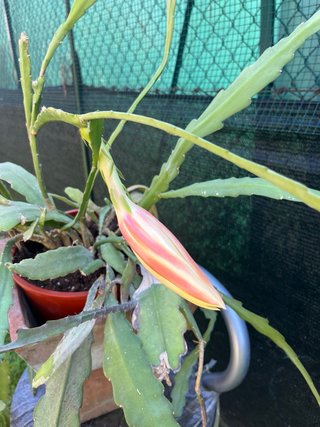 Epiphyllum Bianco XXL