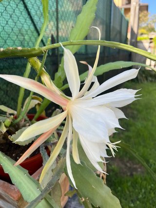 Epiphyllum Bianco XXL