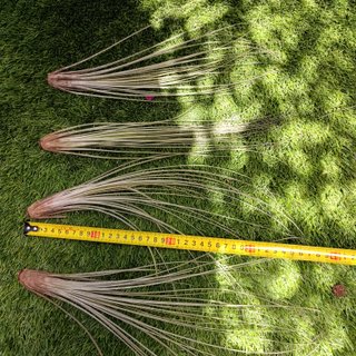 35cm Tillandsia juncea