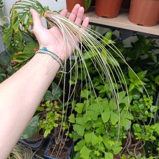 35cm Tillandsia juncea