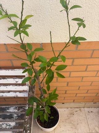 Árbol de lima en maceta o limero