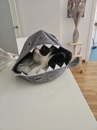 Cama para gato/perro diseño tiburón