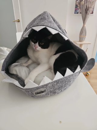 Cama para gato/perro diseño tiburón