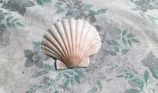 100 Gusci di capesante per antipasti