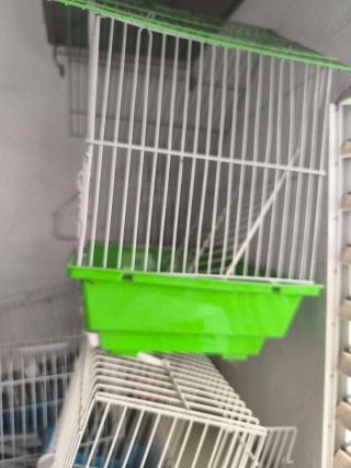 Jaula para pájaros blanca y verde