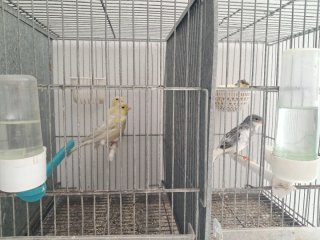 Jaulas con canarios todo lo que se ve
