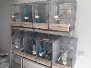 Jaulas con canarios todo lo que se ve