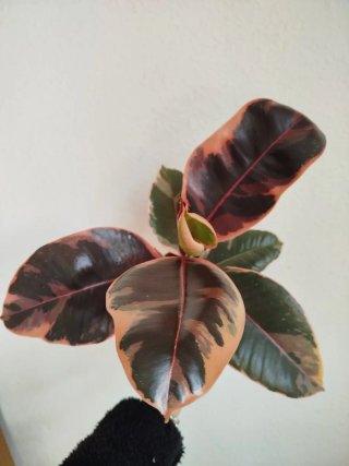Planta Ficus Belize variegado en Rosa